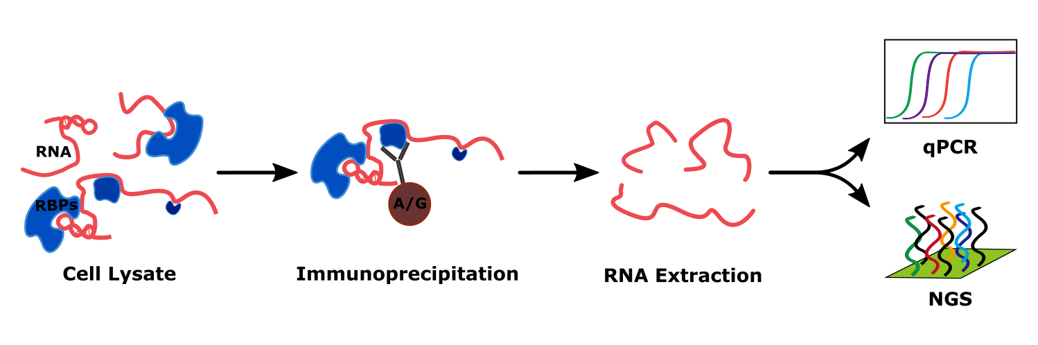 <strong>RNA-IP</strong>